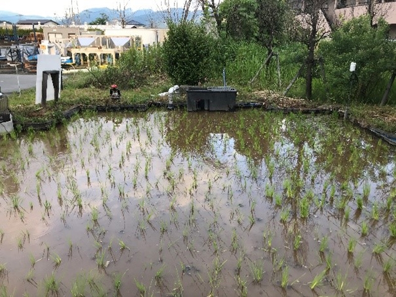 田植え