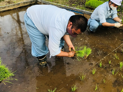 田植え