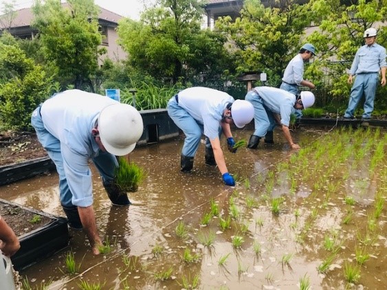 田植え